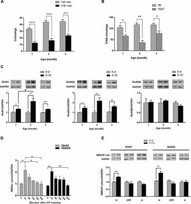 GluN1 and GluN2A NMDA Receptor Subunits Increase in the Hippocampus during Memory Consolidation in the Rat